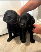 Luna, a female Labrador Retriever for sale in Katy, TX – 1 of 4