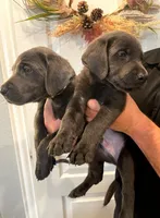 Blue, a male Labrador Retriever for sale in Katy, TX – 3 of 3