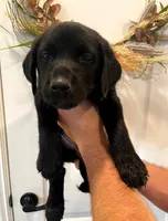 Luna, a female Labrador Retriever for sale in Katy, TX – 1 of 5