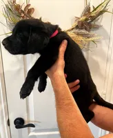 Luna, a female Labrador Retriever for sale in Katy, TX – 3 of 8