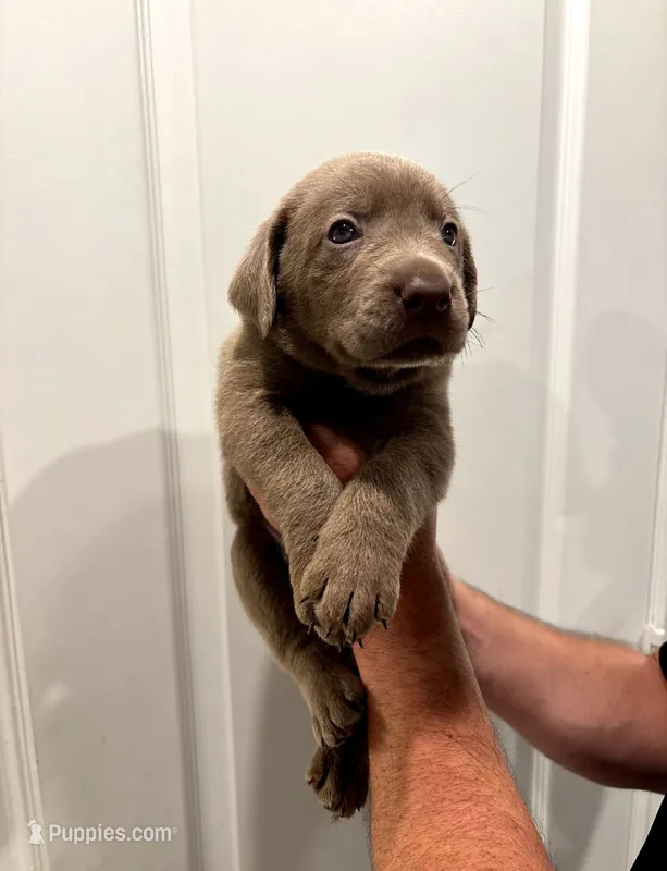 Muffin  – Labrador Retriever puppy for sale in Katy, TX