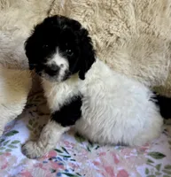 Bonnie, a female Bernedoodle for sale in Juliette, GA – 2 of 8