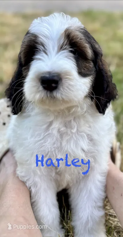 Harley  – Bernedoodle puppy for sale in Juliette, GA