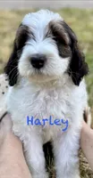 Harley , a male Bernedoodle for sale in Juliette, GA – 1 of 7