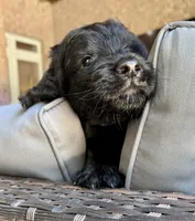 Cider, a male Bernedoodle for sale in Juliette, GA – 4 of 10