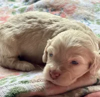 Charger, a male Cockapoo for sale in Juliette, GA – 8 of 10