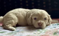 Charger, a male Cockapoo for sale in Juliette, GA – 1 of 10