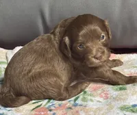 Bentley, a female Cockapoo for sale in Juliette, GA – 5 of 9