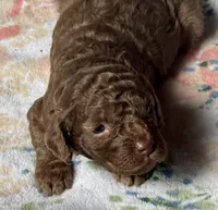 Maserati (Mazzy), a female Cockapoo for sale in Juliette, GA – 5 of 7