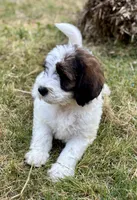 Harley , a male Bernedoodle for sale in Juliette, GA – 6 of 7