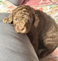 Maserati (Mazzy), a female Cockapoo for sale in Juliette, GA – 6 of 7