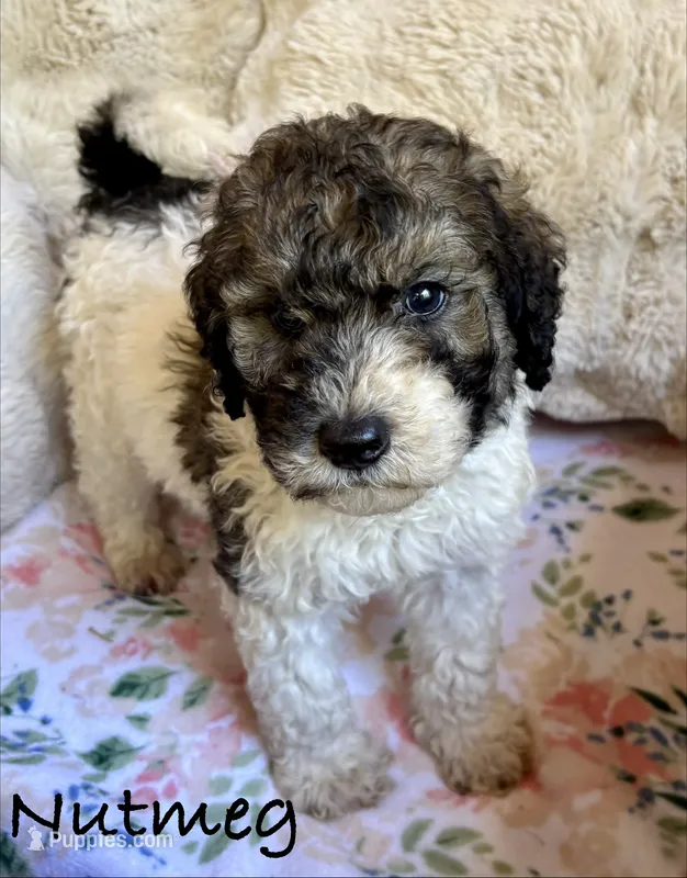 Nutmeg – Bernedoodle puppy for sale in Juliette, GA