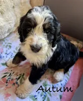 Autumn, a female Bernedoodle for sale in Juliette, GA – 3 of 9