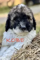 Koby, a male Bernedoodle for sale in Juliette, GA – 1 of 9