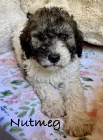 Nutmeg, a female Bernedoodle for sale in Juliette, GA – 10 of 10