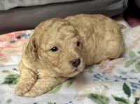 Stella, a female Cockapoo for sale in Juliette, GA – 3 of 9