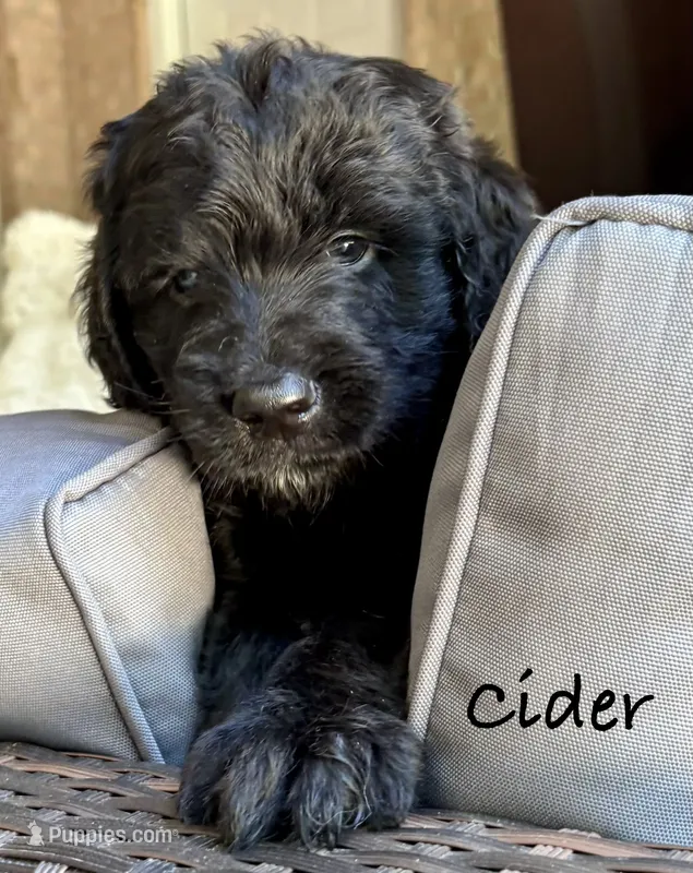 Cider – Bernedoodle puppy for sale in Juliette, GA