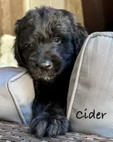 Cider, a male Bernedoodle for sale in Juliette, GA – 1 of 10