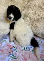 Bonnie, a female Bernedoodle for sale in Juliette, GA – 3 of 8
