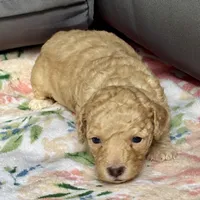Stella, a female Cockapoo for sale in Juliette, GA – 8 of 9