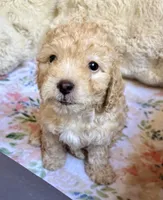 Stella, a female Cockapoo for sale in Juliette, GA – 5 of 9