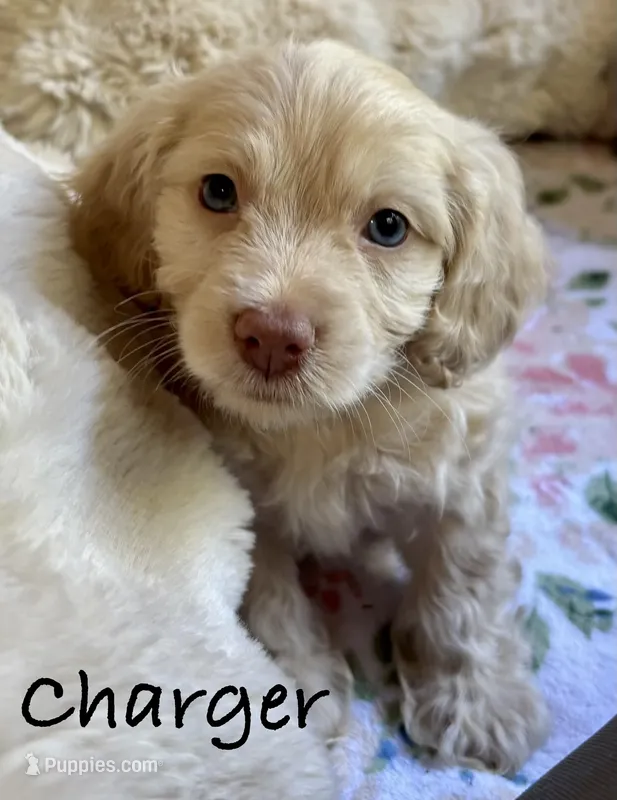 Charger – Cockapoo puppy for sale in Juliette, GA