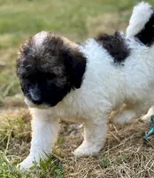 Koby, a male Bernedoodle for sale in Juliette, GA – 9 of 9