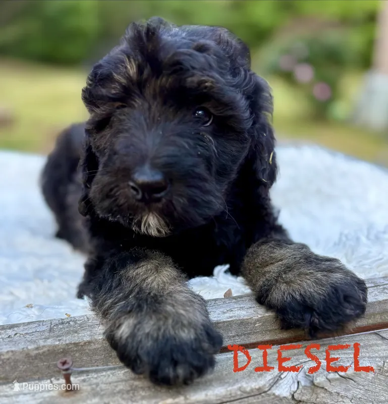 Diesel – Bernedoodle puppy for sale in Juliette, GA