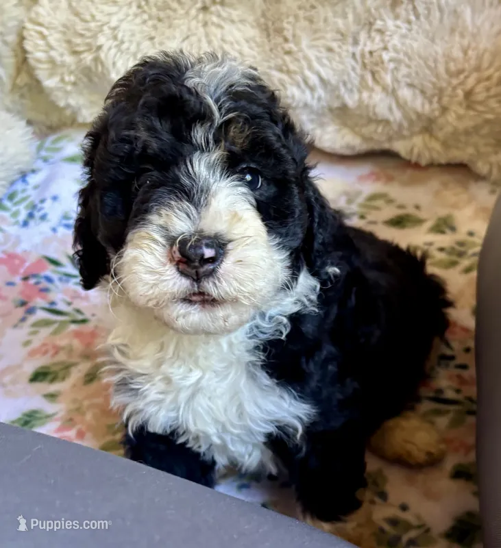 Maple – Bernedoodle puppy for sale in Juliette, GA