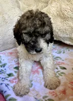 Nutmeg, a female Bernedoodle for sale in Juliette, GA – 6 of 10