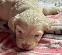 Charger, a male Cockapoo for sale in Juliette, GA – 6 of 10
