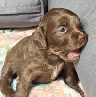 Bentley, a female Cockapoo for sale in Juliette, GA – 9 of 9