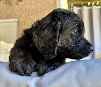 Cider, a male Bernedoodle for sale in Juliette, GA – 8 of 10
