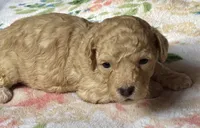 Stella, a female Cockapoo for sale in Juliette, GA – 2 of 9