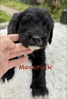 Maverick, a male Bernedoodle for sale in Juliette, GA – 8 of 8