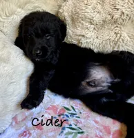 Cider, a male Bernedoodle for sale in Juliette, GA – 9 of 10