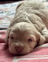 Charger, a male Cockapoo for sale in Juliette, GA – 2 of 10