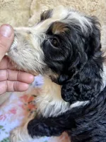 Autumn, a female Bernedoodle for sale in Juliette, GA – 9 of 9