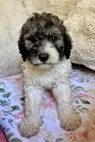 Nutmeg, a female Bernedoodle for sale in Juliette, GA – 2 of 10
