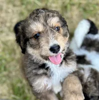 Ellie, a female Bernedoodle for sale in Juliette, GA – 2 of 9