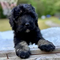 Diesel, a male Bernedoodle for sale in Juliette, GA – 5 of 7