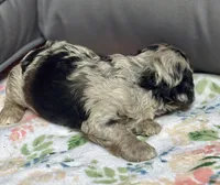 Blazer, a male Cockapoo for sale in Juliette, GA – 8 of 8