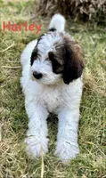 Harley , a male Bernedoodle for sale in Juliette, GA – 7 of 7