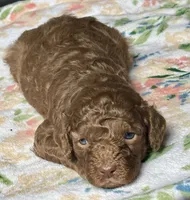 Maserati (Mazzy), a female Cockapoo for sale in Juliette, GA – 3 of 7