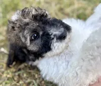 Koby, a male Bernedoodle for sale in Juliette, GA – 4 of 9