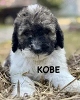 Koby, a male Bernedoodle for sale in Juliette, GA – 5 of 9