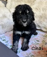Chai, a male Bernedoodle for sale in Juliette, GA – 6 of 8