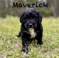 Maverick, a male Bernedoodle for sale in Juliette, GA – 7 of 8