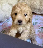 Stella, a female Cockapoo for sale in Juliette, GA – 6 of 9