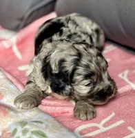 Blazer, a male Cockapoo for sale in Juliette, GA – 5 of 8
